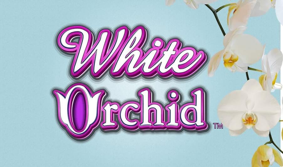 White Orchid