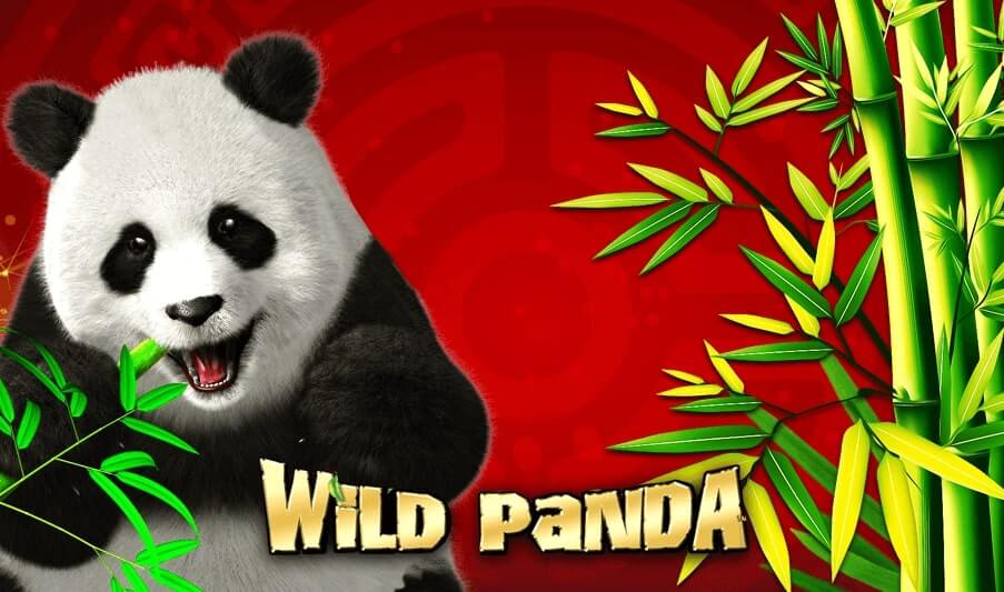 Wild Panda